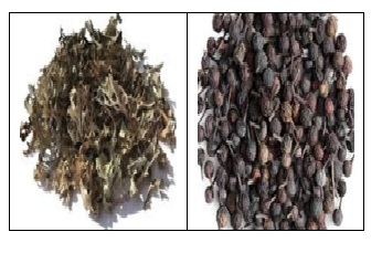 Bay Leaves